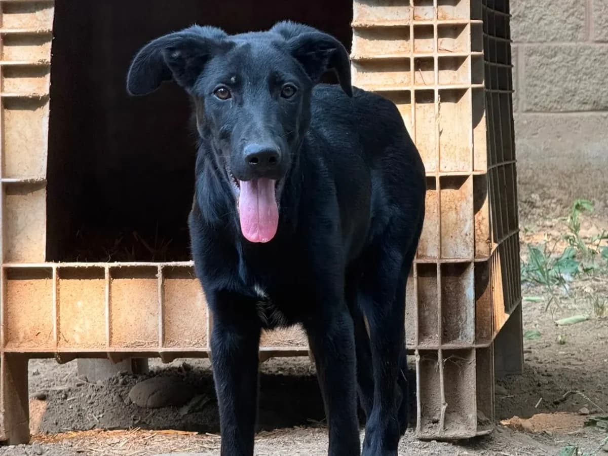 Tuono,  (Pet Rescue Italia)