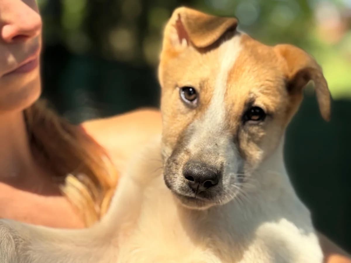 Urania, puppy mixed breed for adoption at Pet Rescue Italia, Cornaredo