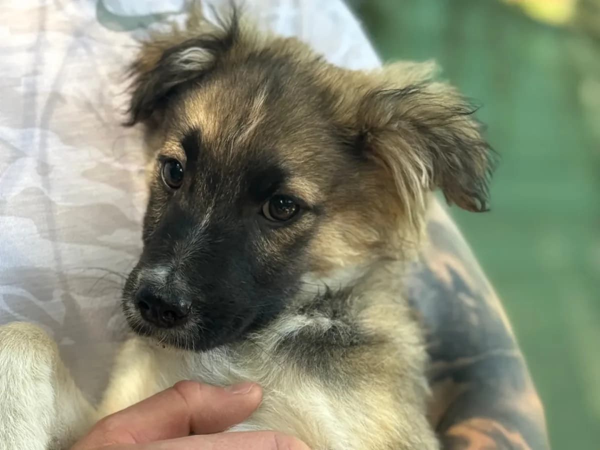 Venere,  (Pet Rescue Italia)