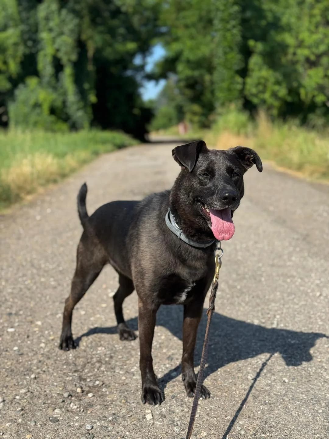 Wendy, female 5yo mixed breed for adoption at Pet Rescue Italia, Cornaredo