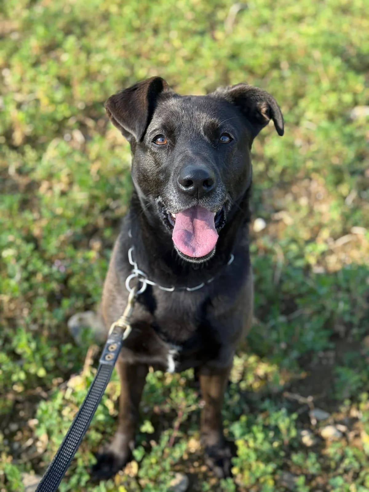 Wendy, female mixed breed for adoption at Pet Rescue Italia, Cornaredo — photo 2 of 5