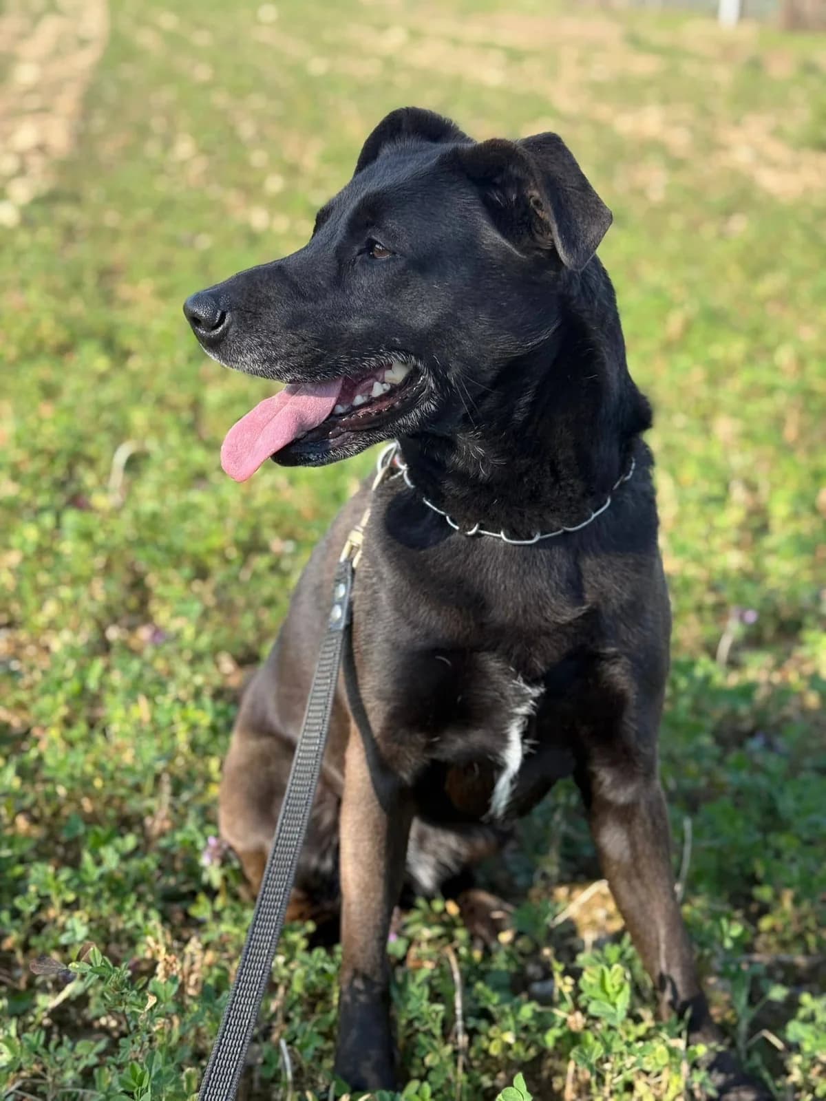 Wendy, female mixed breed for adoption at Pet Rescue Italia, Cornaredo — photo 3 of 5