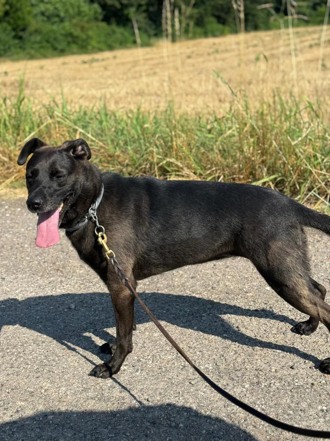 Wendy, female mixed breed for adoption at Pet Rescue Italia, Cornaredo — photo 4 of 5