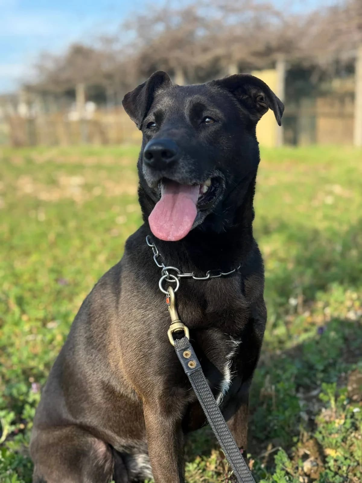 Wendy, female mixed breed for adoption at Pet Rescue Italia, Cornaredo — photo 5 of 5