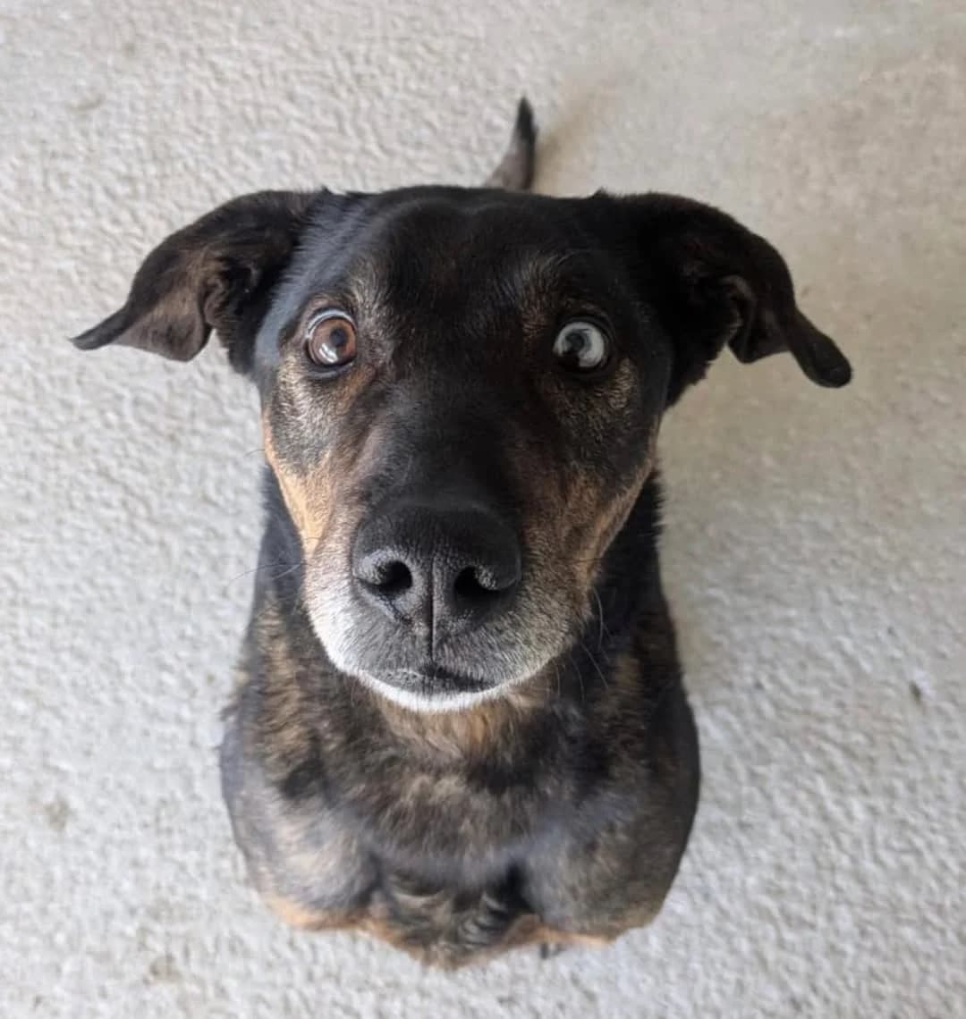 Althea, female Mixed Breed for adoption at Rifugio Castelnovo di Sotto