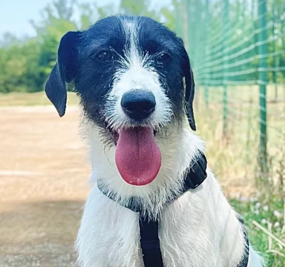 Ariel, female young Mixed Breed for adoption at Rifugio Castelnovo di Sotto