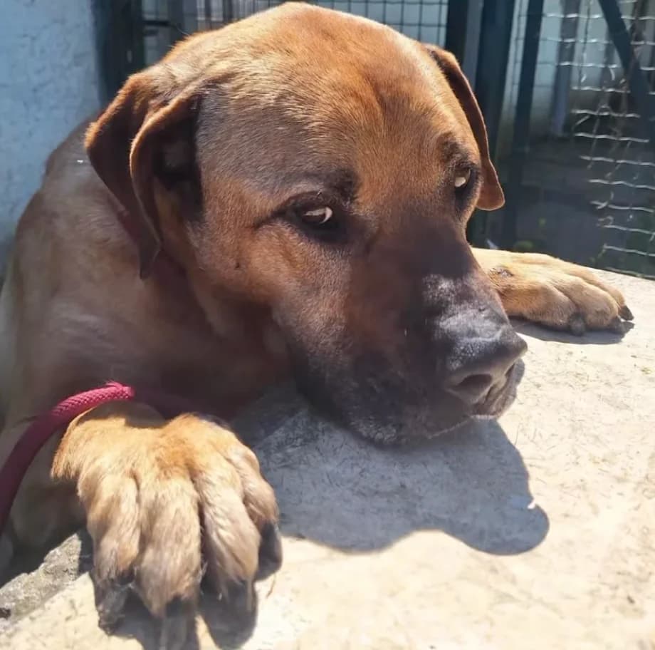 Attila, male puppy mixed breed for adoption at Rifugio Castelnovo di Sotto