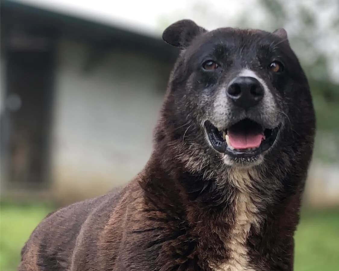 Beppe, male Mixed Breed for adoption at Rifugio Castelnovo di Sotto