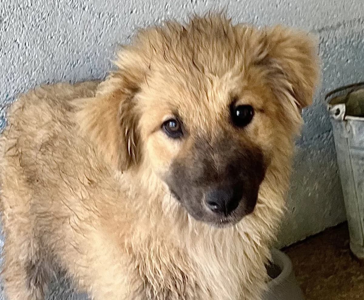Bif, Mixed Breed (Rifugio Castelnovo di Sotto)