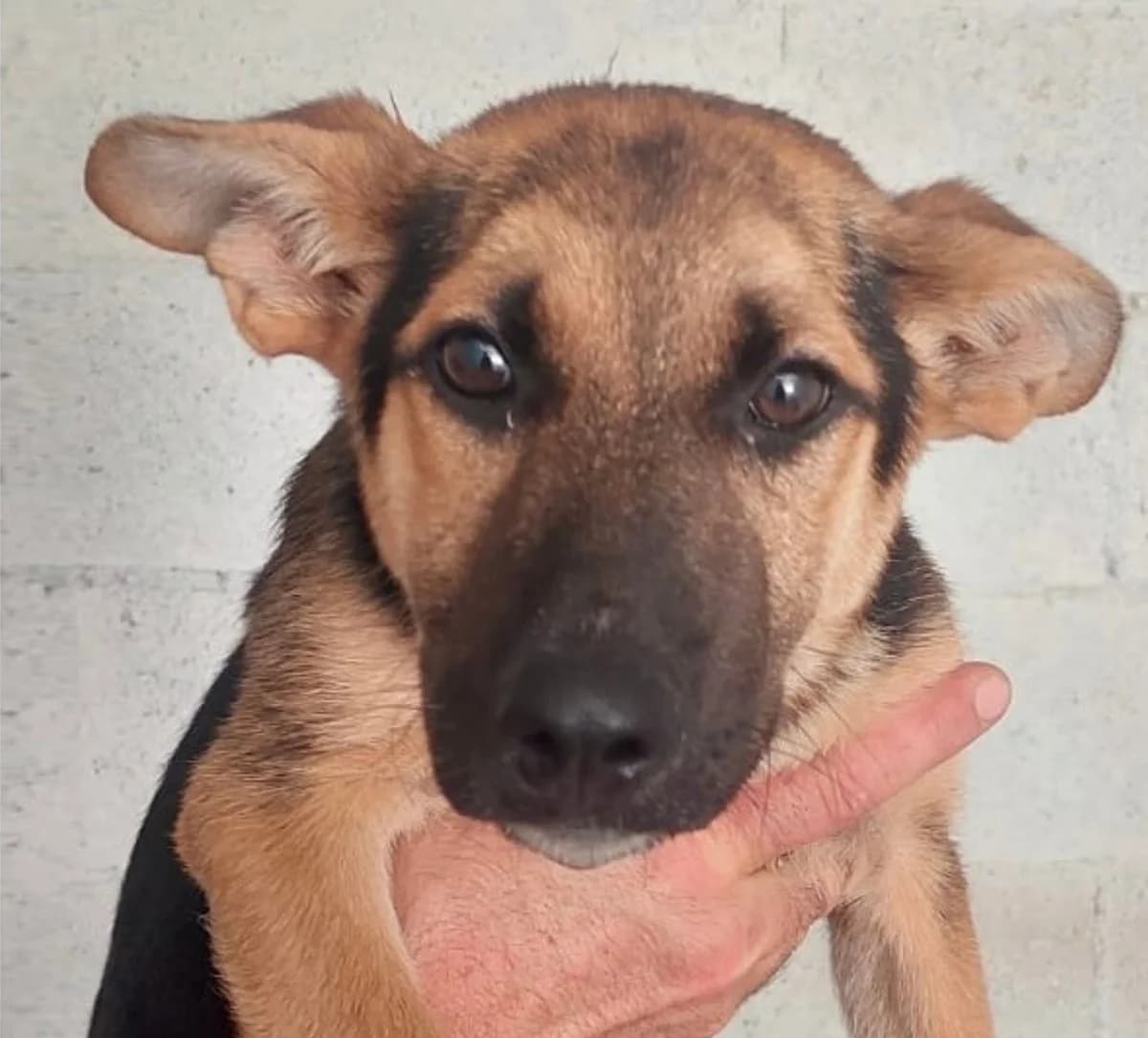 Boh, Mixed Breed (Rifugio Castelnovo di Sotto)