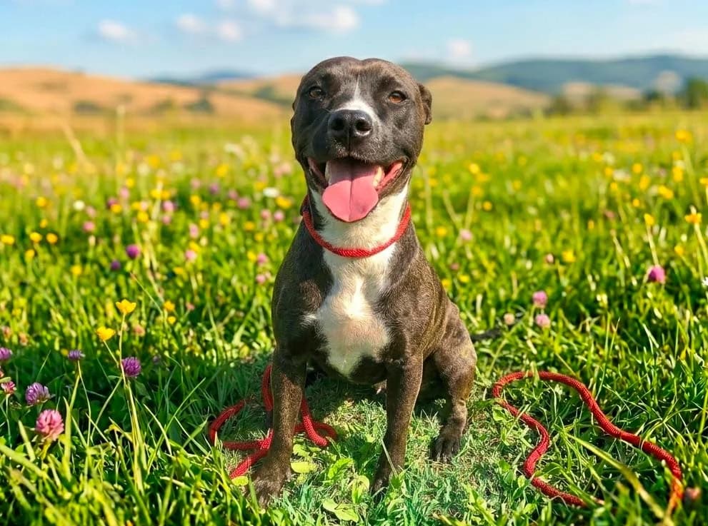 Chiara, female young Mixed Breed for adoption at Rifugio Castelnovo di Sotto