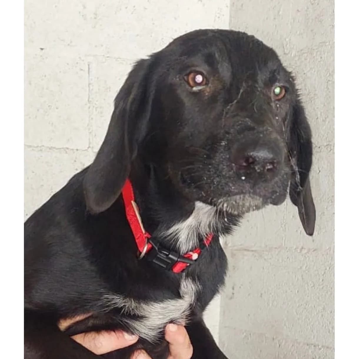 Dailà, Mixed Breed (Rifugio Castelnovo di Sotto)