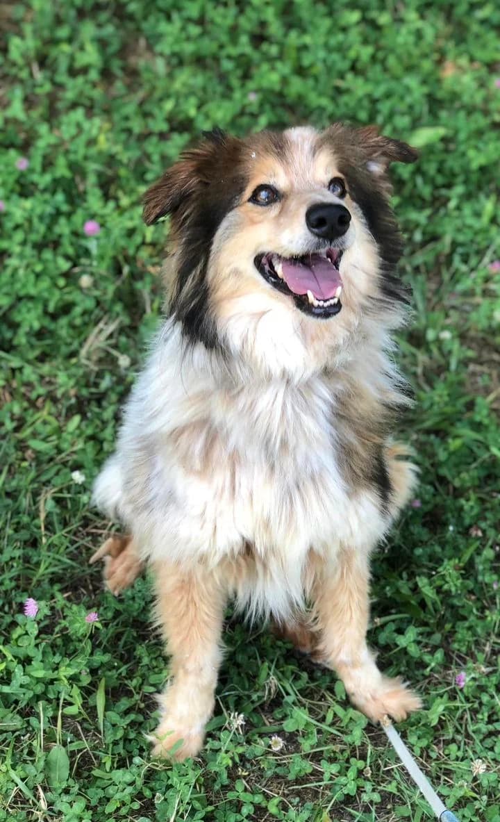 Ettore, male 3yo Mixed Breed for adoption at Rifugio Castelnovo di Sotto