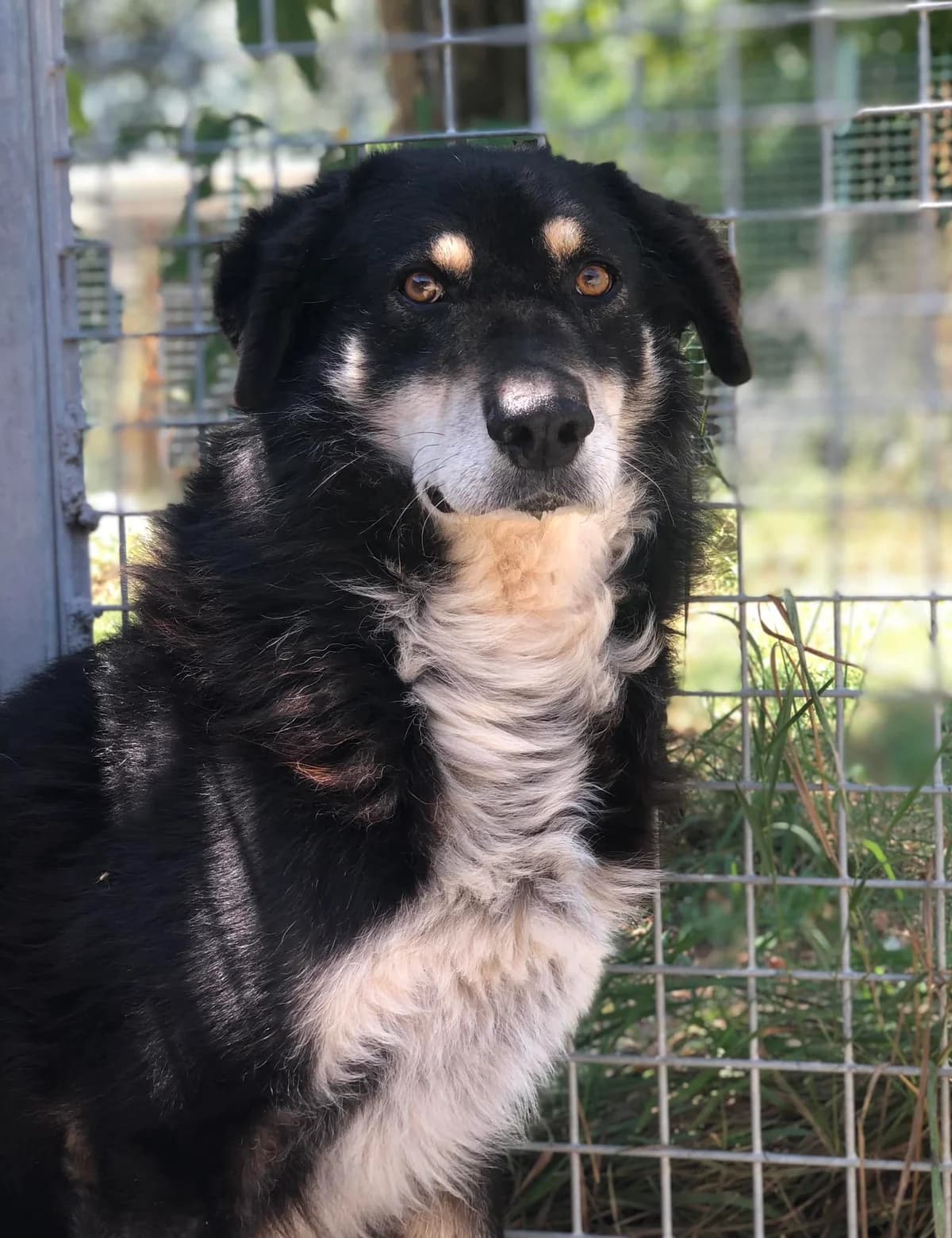 Freccia, male Mixed Breed for adoption at Rifugio Castelnovo di Sotto