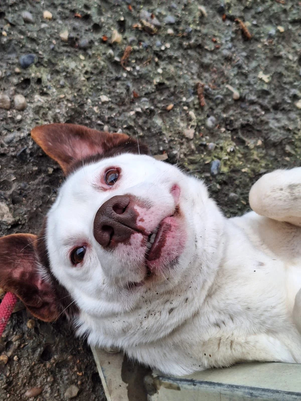 Fulmine, male 7yo Mixed Breed for adoption at Rifugio Castelnovo di Sotto