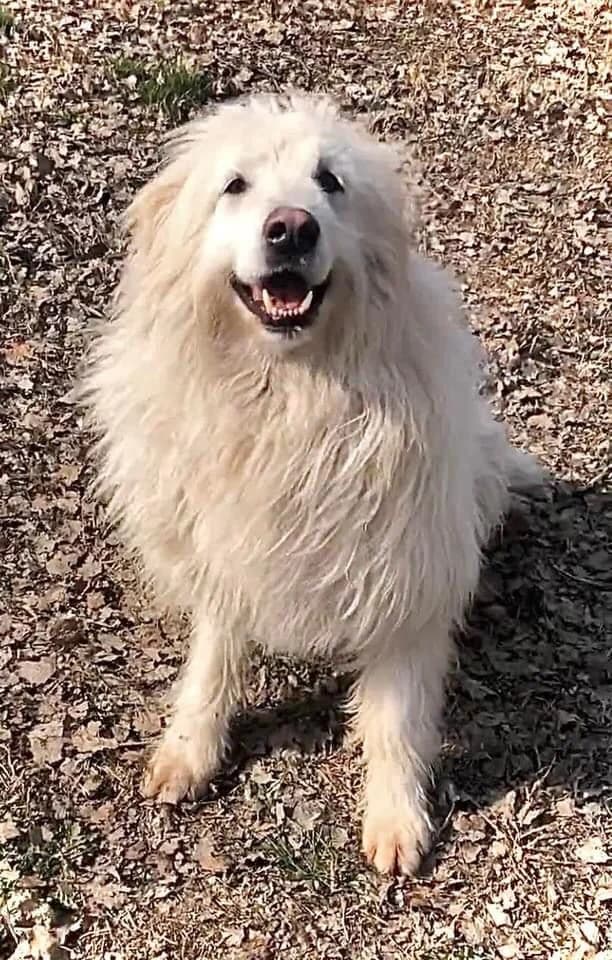 Gino, male 5yo Mixed Breed for adoption at Rifugio Castelnovo di Sotto