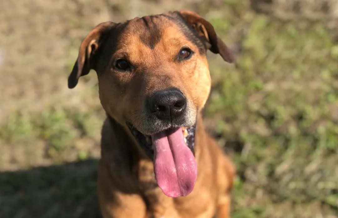 Jack, male Mixed Breed for adoption at Rifugio Castelnovo di Sotto
