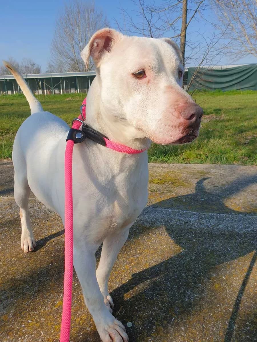 Jade (Rissa), female Mixed Breed for adoption at Rifugio Castelnovo di Sotto
