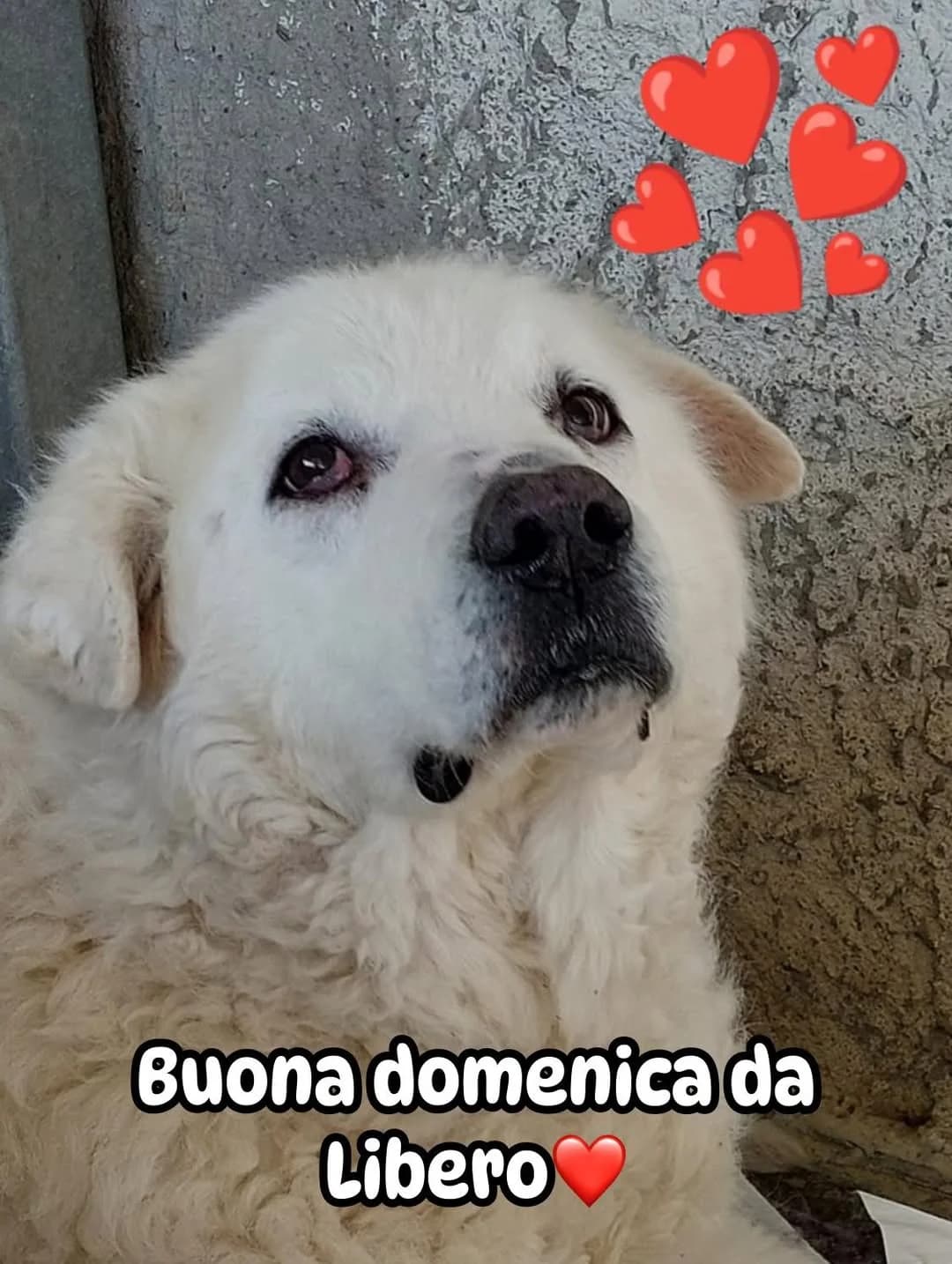 Libero, male senior Mixed Breed for adoption at Rifugio Castelnovo di Sotto