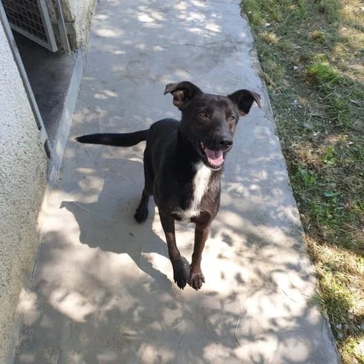 Nevis, male 5yo Mixed Breed for adoption at Rifugio Castelnovo di Sotto