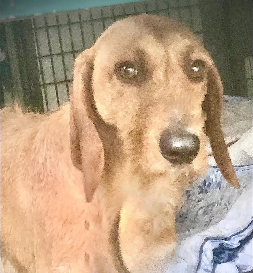 Nole, male young Mixed Breed for adoption at Rifugio Castelnovo di Sotto