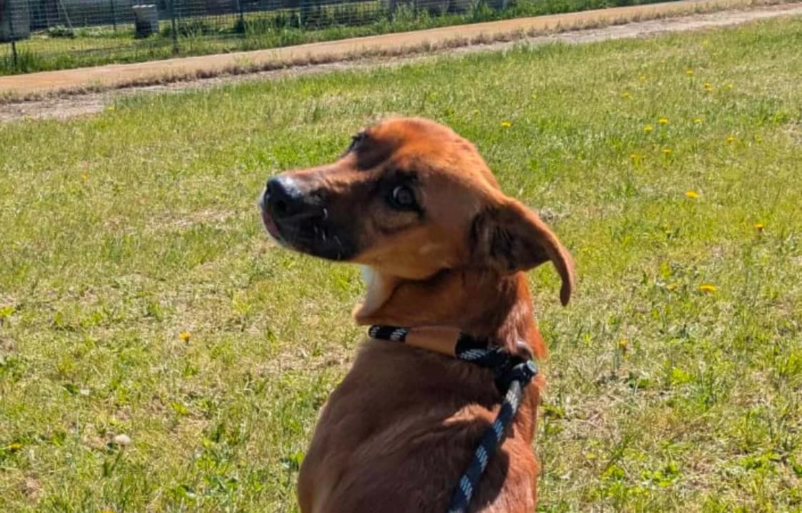 Paprika, female young Mixed Breed for adoption at Rifugio Castelnovo di Sotto