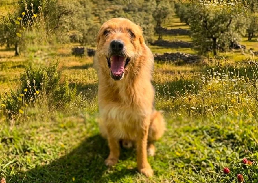 Pascal, male 5yo Mixed Breed for adoption at Rifugio Castelnovo di Sotto