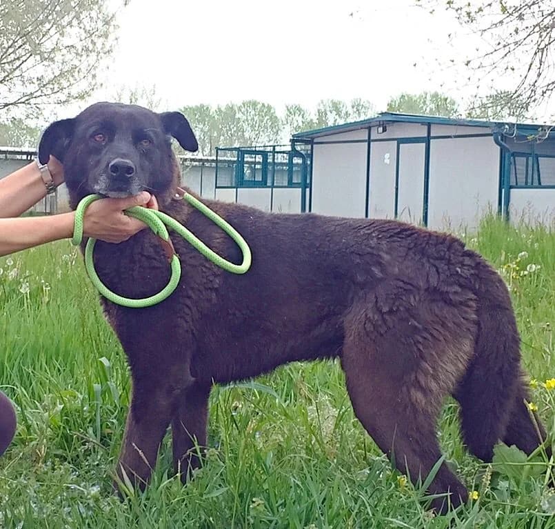 Rino, male Mixed Breed for adoption at Rifugio Castelnovo di Sotto