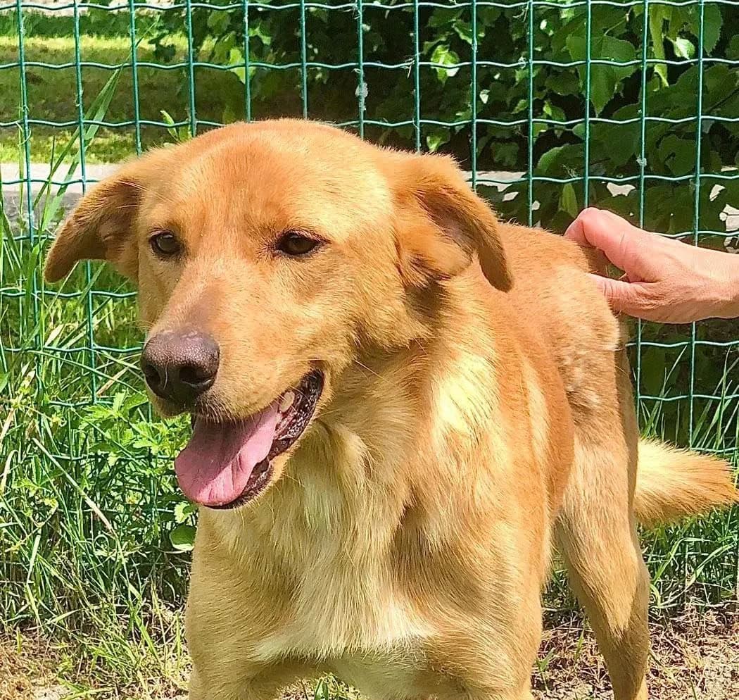 Roger, male Mixed Breed for adoption at Rifugio Castelnovo di Sotto