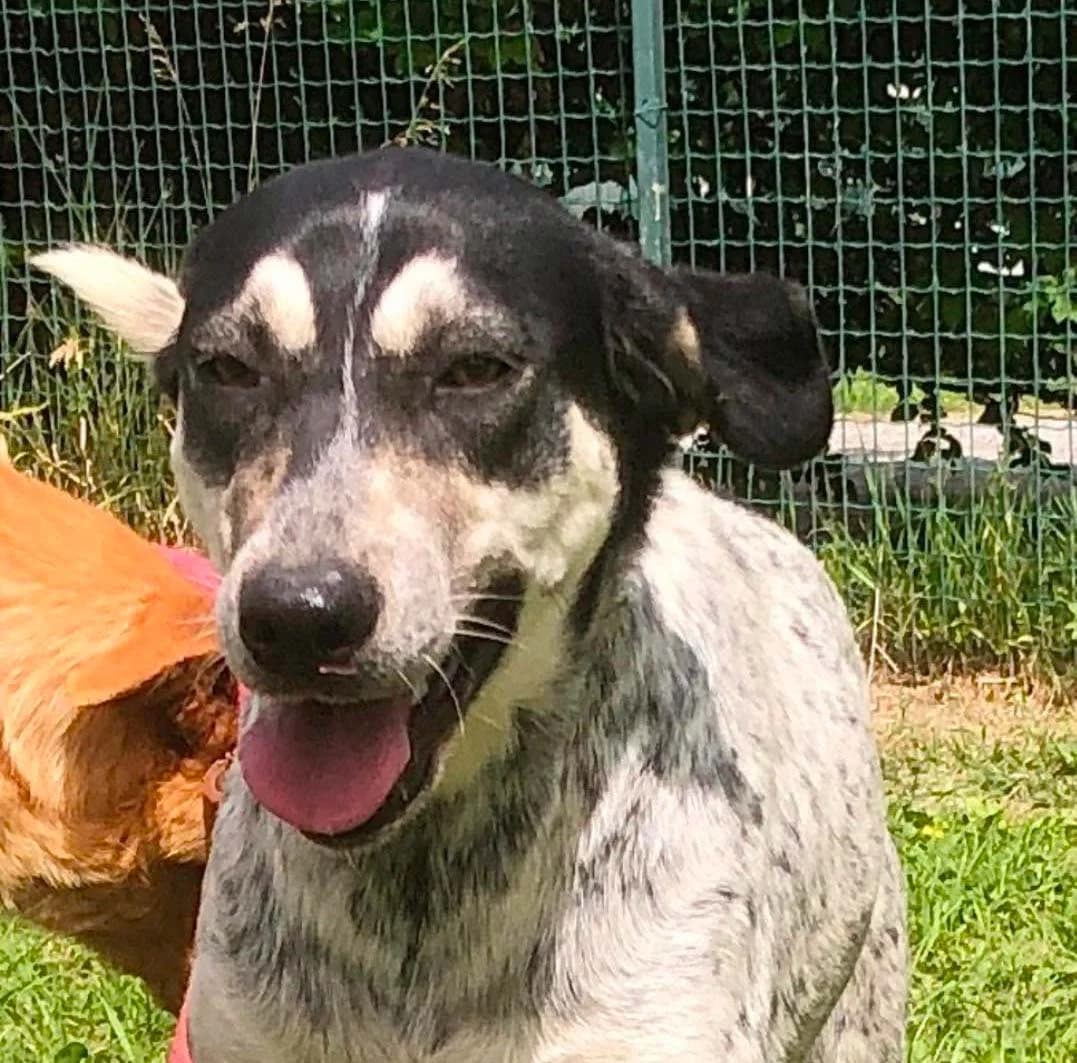 Samira, female Mixed Breed for adoption at Rifugio Castelnovo di Sotto