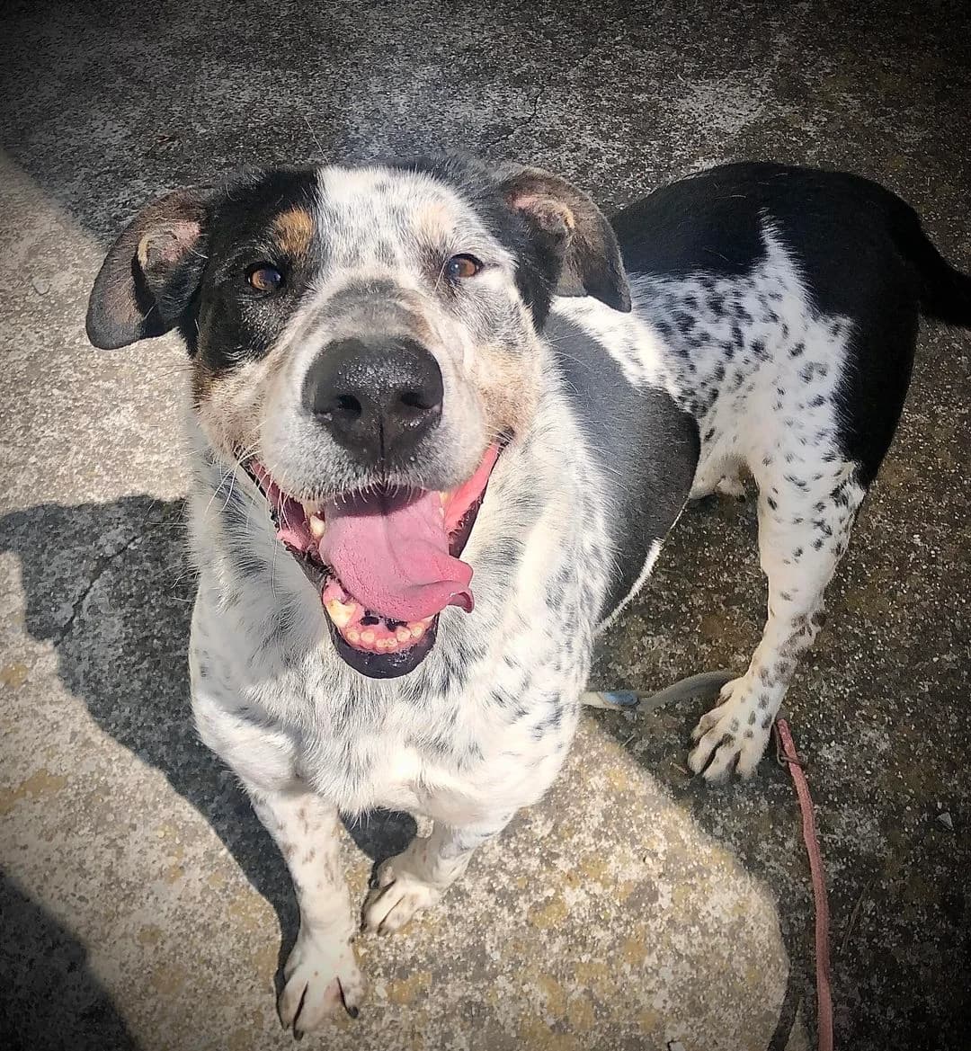 Snoopy, male Mixed Breed for adoption at Rifugio Castelnovo di Sotto