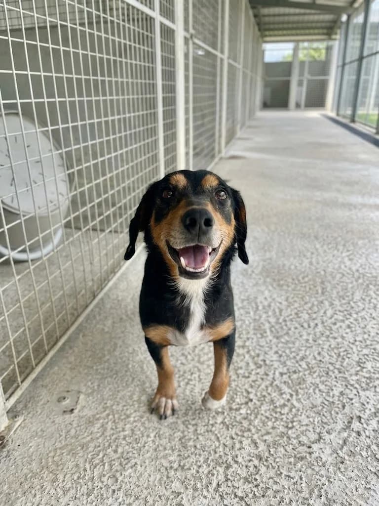 Tinetta, Mixed Breed (Rifugio Castelnovo di Sotto)