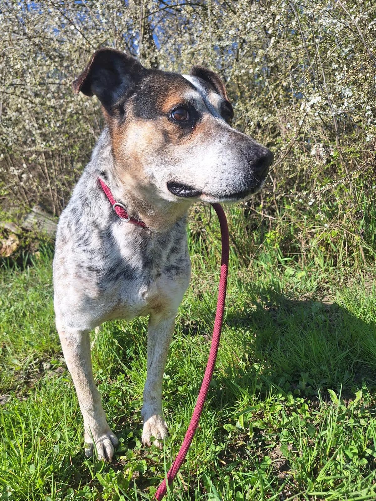 Ulisse, male senior Mixed Breed for adoption at Rifugio Castelnovo di Sotto
