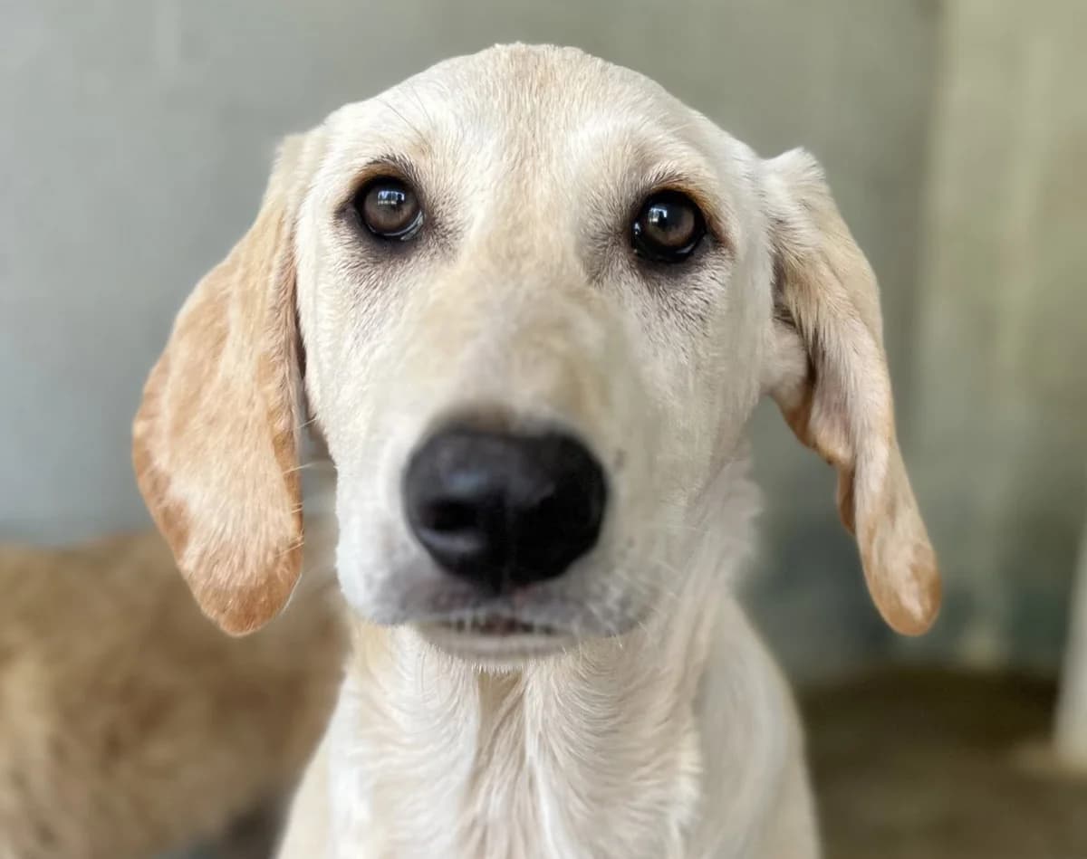 Vabbè, Mixed Breed (Rifugio Castelnovo di Sotto)