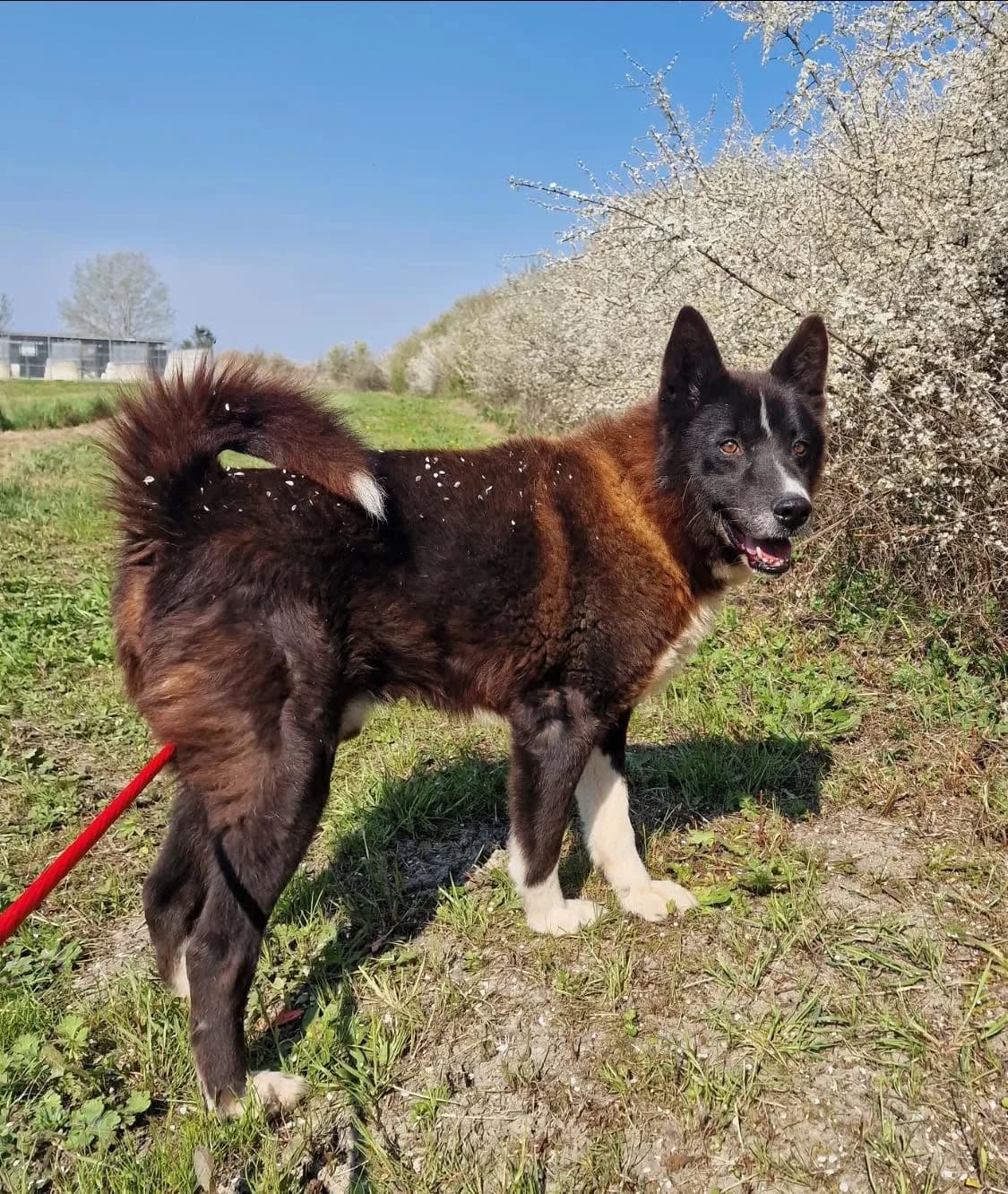 Zar, male mixed breed for adoption at Rifugio Castelnovo di Sotto