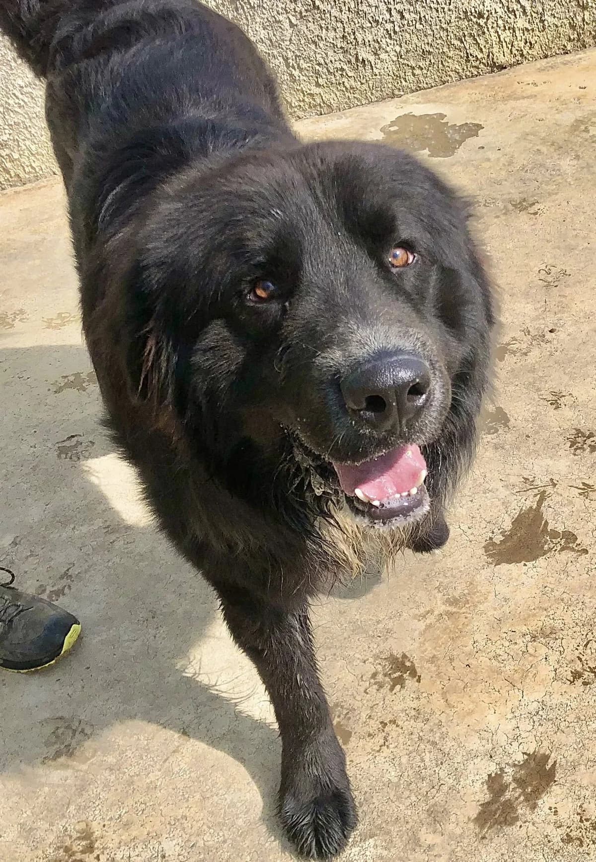 Zeus, Mixed Breed (Rifugio Castelnovo di Sotto)