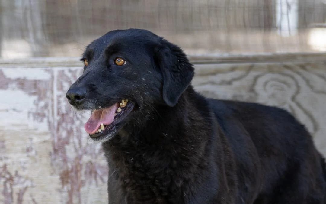 Esther, female senior mixed breed for adoption at Canile Rifugio degli Iblei