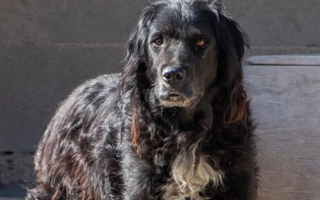 Picchio, male senior mixed breed for adoption at Canile Rifugio degli Iblei