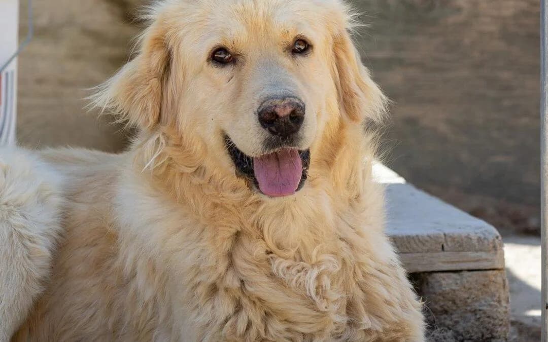 Gin, male mixed breed for adoption at Canile Rifugio degli Iblei