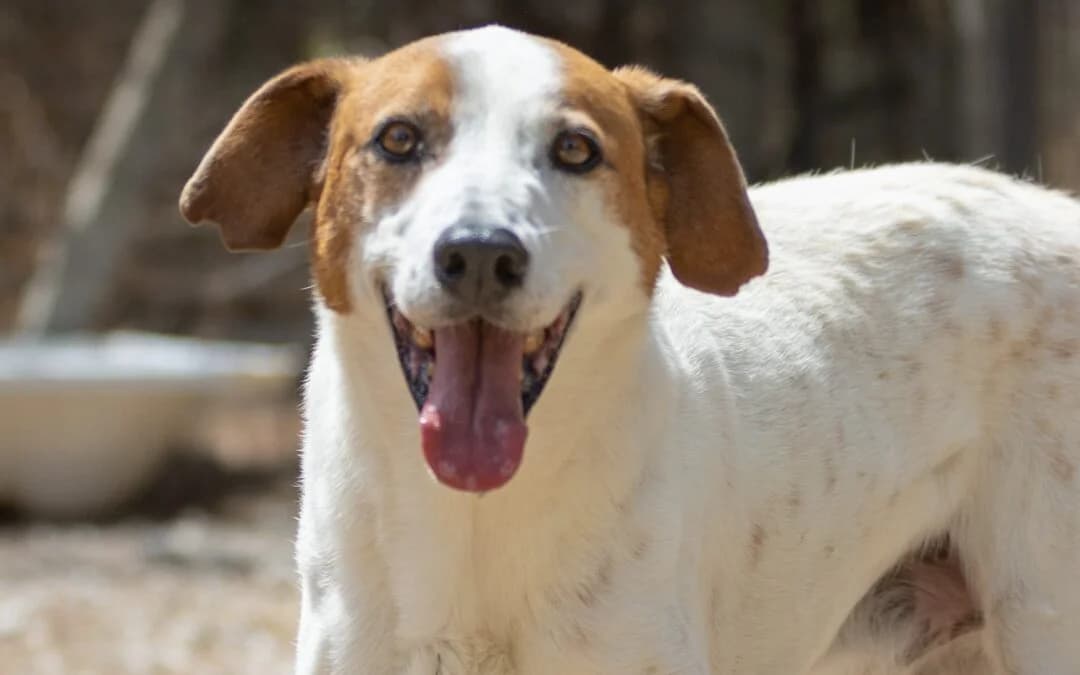 Dueperdue, male puppy Pit Bull Terrier for adoption at Canile Rifugio degli Iblei