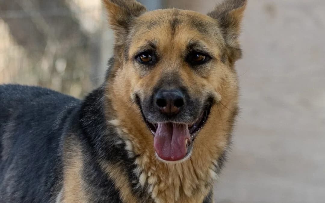 Carlotta, female German Shepherd for adoption at Canile Rifugio degli Iblei