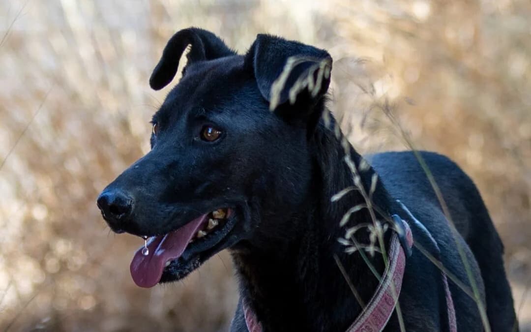 Billy, male mixed breed for adoption at Canile Rifugio degli Iblei