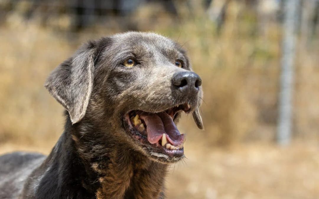 Dora, female mixed breed for adoption at Canile Rifugio degli Iblei