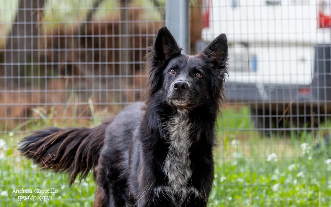 Steve, male senior mixed breed for adoption at Canile Rifugio degli Iblei