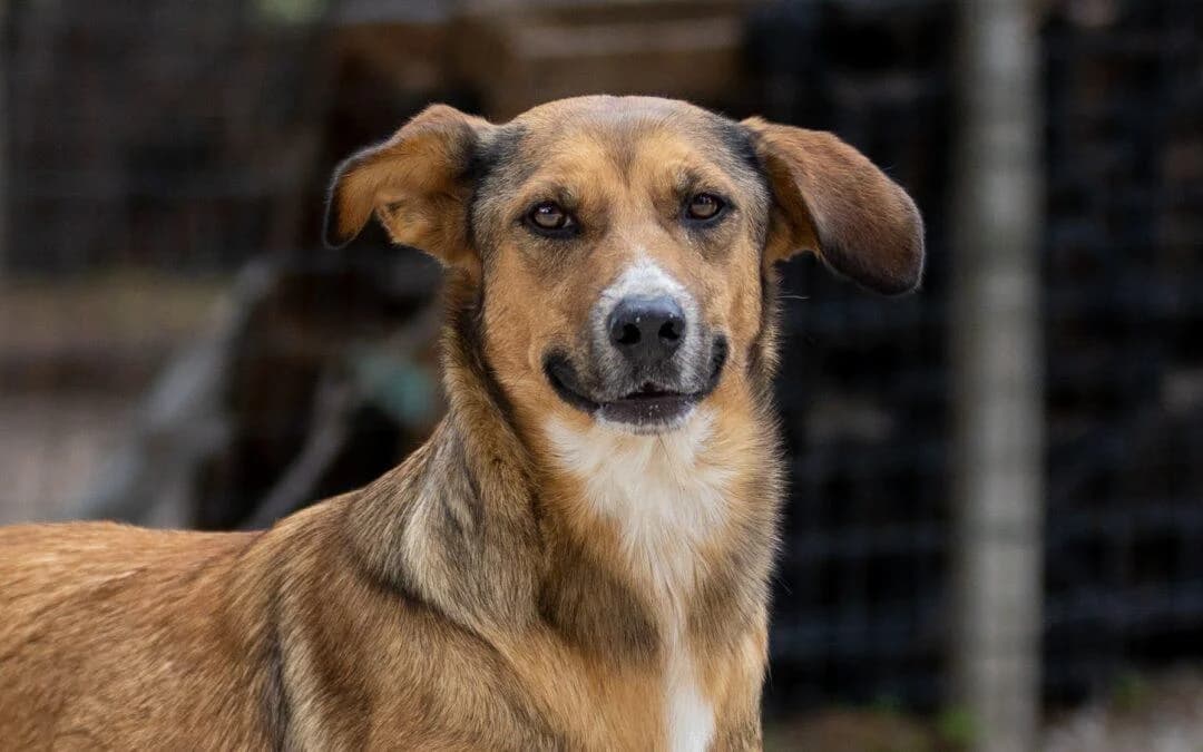 Castellana, female mixed breed for adoption at Canile Rifugio degli Iblei
