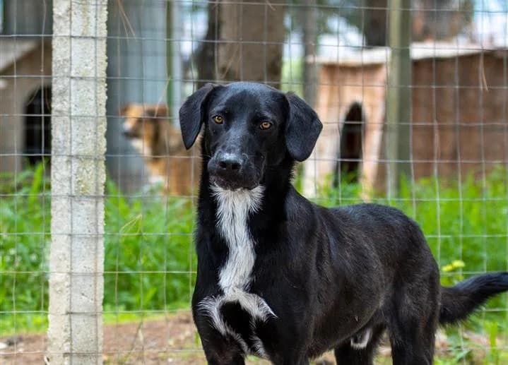 Castiglione, male mixed breed for adoption at Canile Rifugio degli Iblei