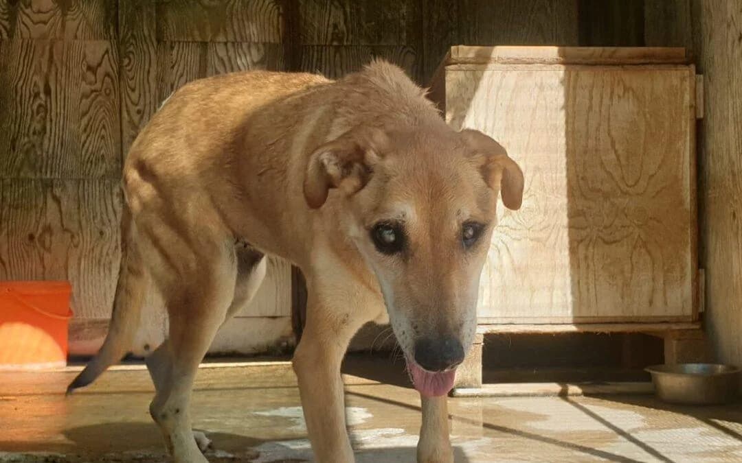 Angela, female senior mixed breed for adoption at Canile Rifugio degli Iblei