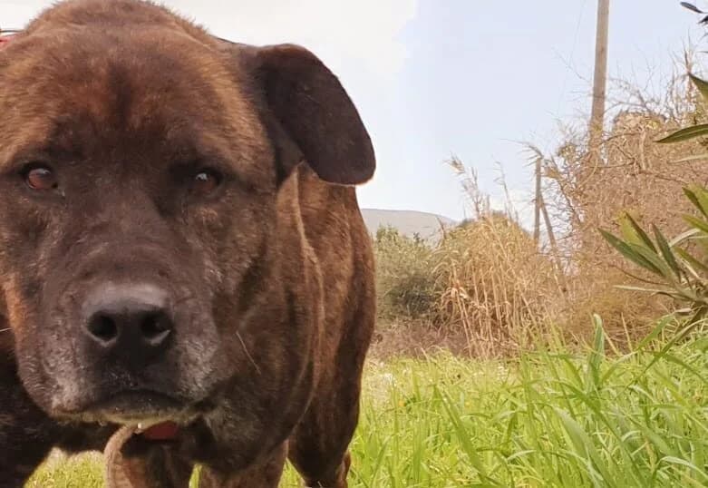 Tyson, male senior Cane Corso for adoption at Canile Rifugio degli Iblei