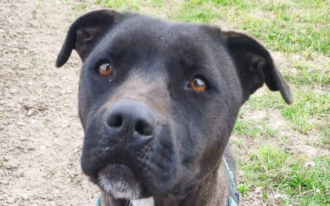 Wasabi, female 6yo Pit Bull Terrier for adoption at Canile Rifugio degli Iblei