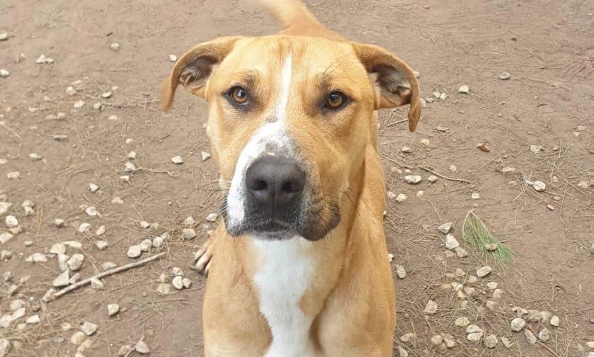 Lucky, male 6yo Pit Bull Terrier for adoption at Canile Rifugio degli Iblei